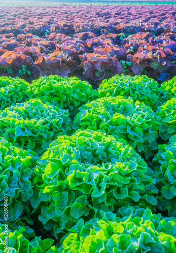 Winterharte Salatpflanzen mit Raureif als Schrägaufnahme - Hardy lettuce plants with white frost as oblique photograph 