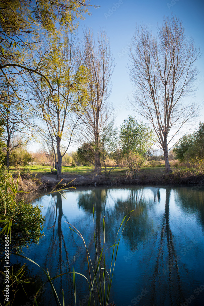 Paisaje de lago y árboles en un día soleado