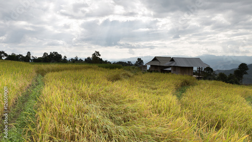 yellow terraced rice paddy field with traditional wood hut