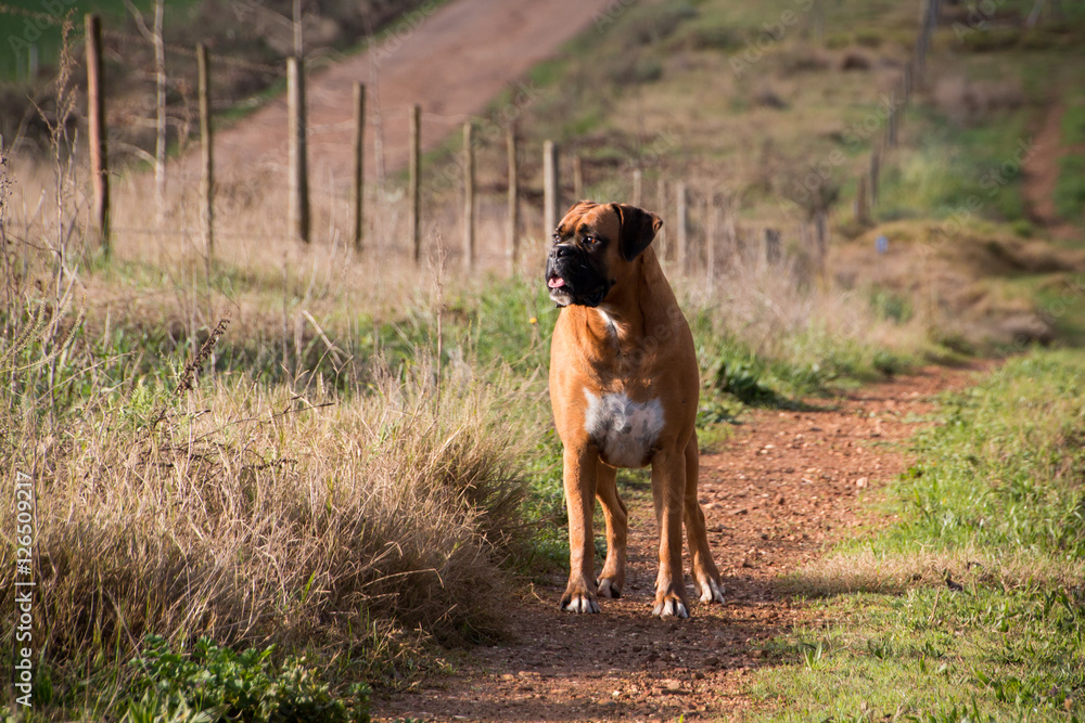 Boxer full length portrait on farm. Boxer full length portrait on farm.