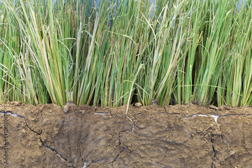 vetivar grass for preventing soil erosion photo