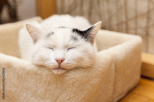 Fototapeta Naklejka Na Ścianę i Meble -  Sliping cat in box