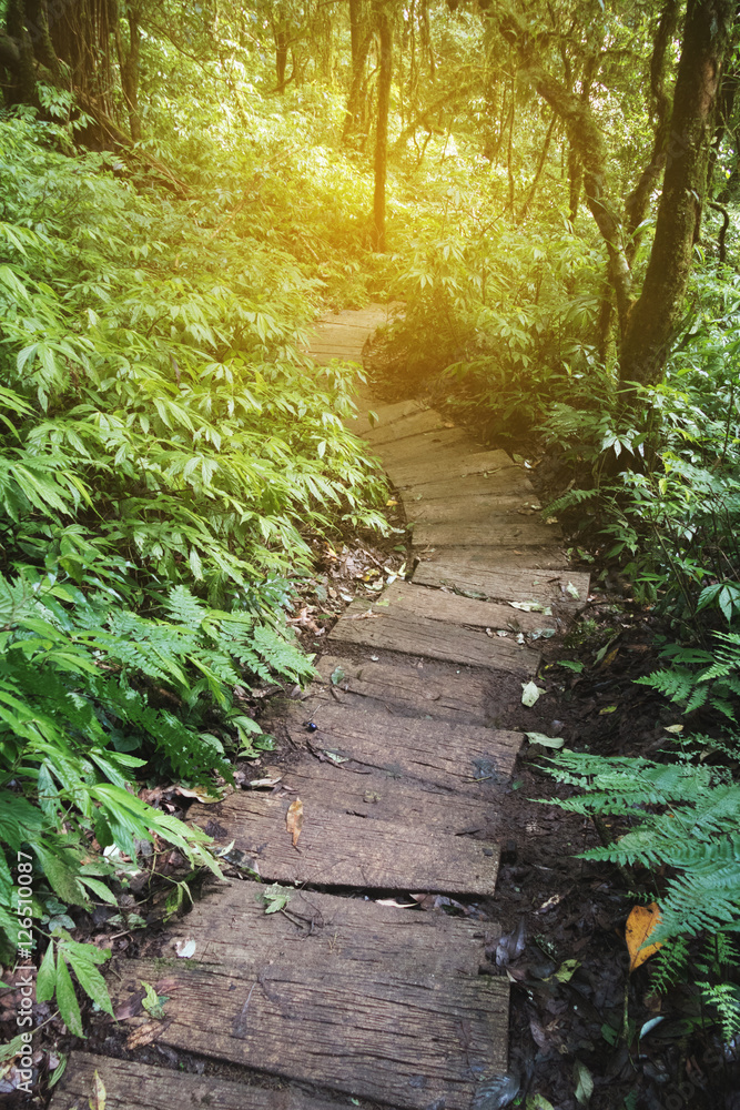 trekking trail in tropical rain jungle forest trekking trail in tropical rain jungle forest