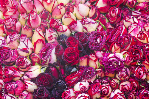 Fototapeta Naklejka Na Ścianę i Meble -  colourful roses background