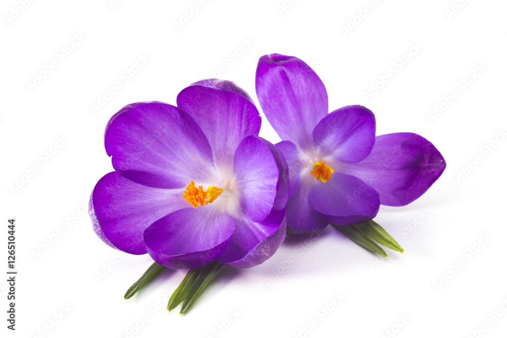 crocus on white background - fresh spring flowers crocus on white background - fresh spring flowers