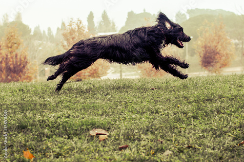 Perro saltando y corriendo feliz