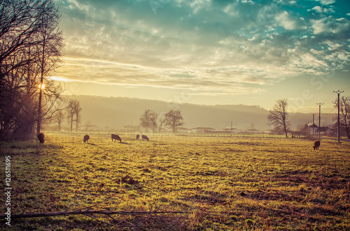 Pradera o césped al atardecer con vacas