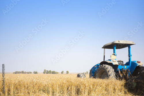Canvastavla wheat field with a tractor