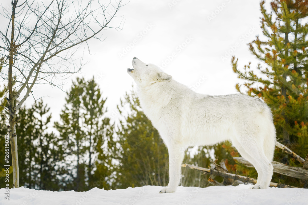 Gray timber wolf (Canis lupus), howling in snow. Gray timber wolf (Canis lupus), howling in snow.