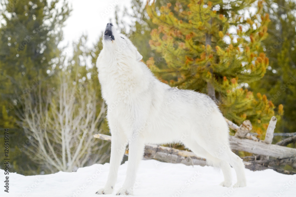 Naklejka premium Gray timber wolf (Canis lupus), howling in snow.