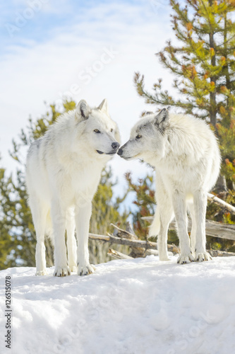Gray wolf  Canis lupus  male and female in winter