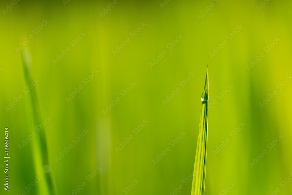 Closeup young green leaves of wheat. Soft blur focus. Closeup young green leaves of wheat. Soft blur focus.