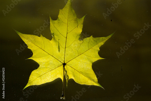 Maple Leaf