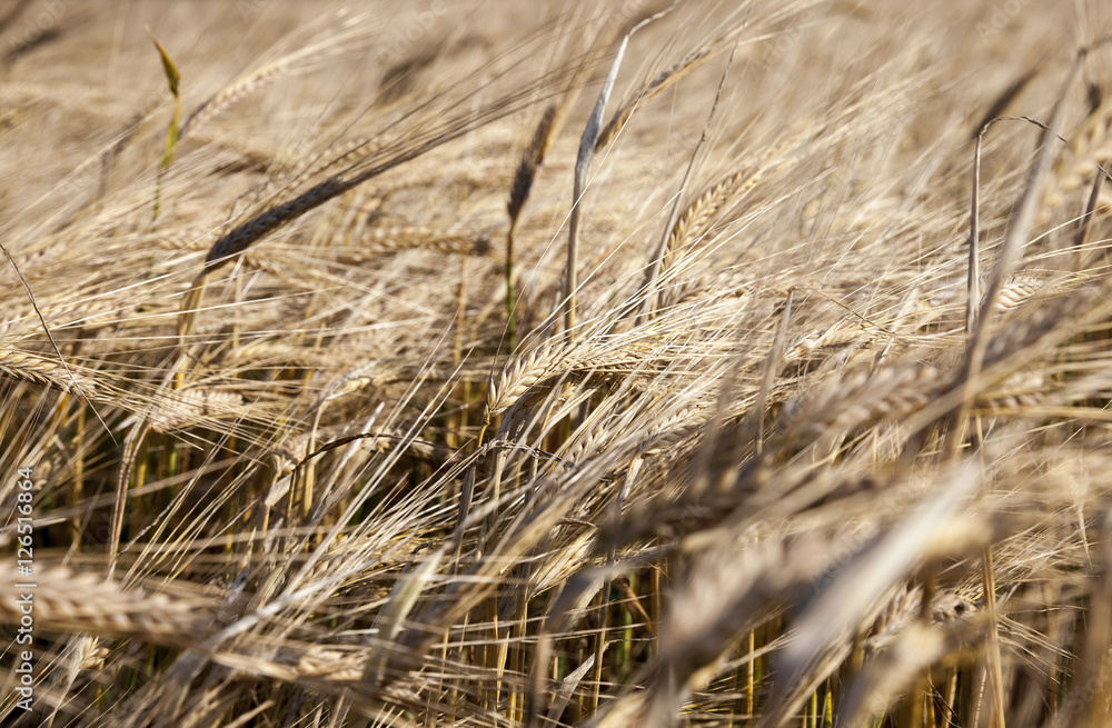 ripening cereals in the field ripening cereals in the field