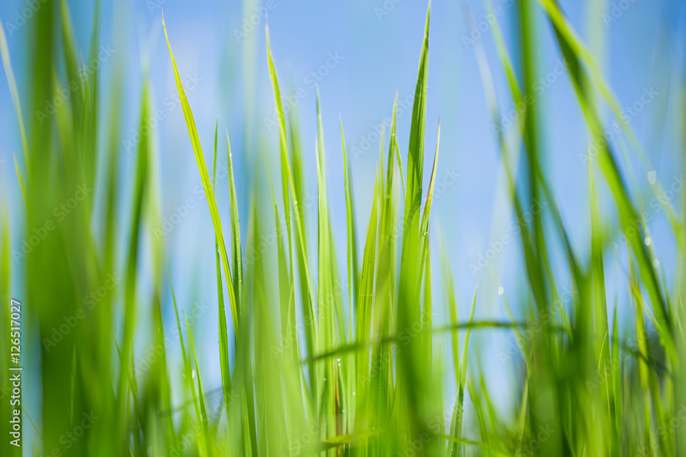 Closeup young green leaves of wheat. Soft blur focus. Closeup young green leaves of wheat. Soft blur focus.