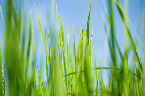 Closeup young green leaves of wheat. Soft blur focus.