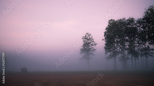 foggy in savanna morning