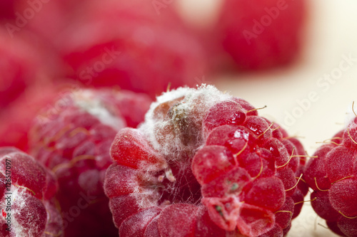 mold on the raspberries photo