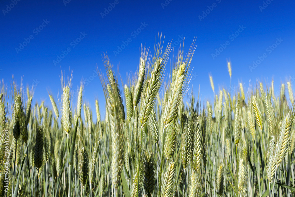 Obraz premium Field with cereal
