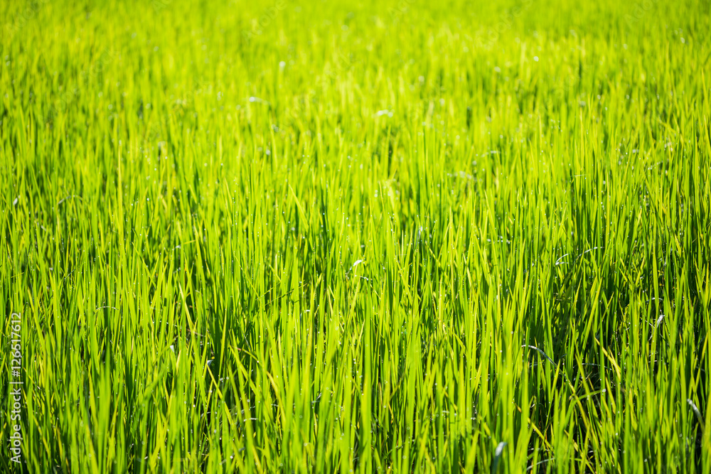 Closeup young green leaves of wheat. Soft focus.