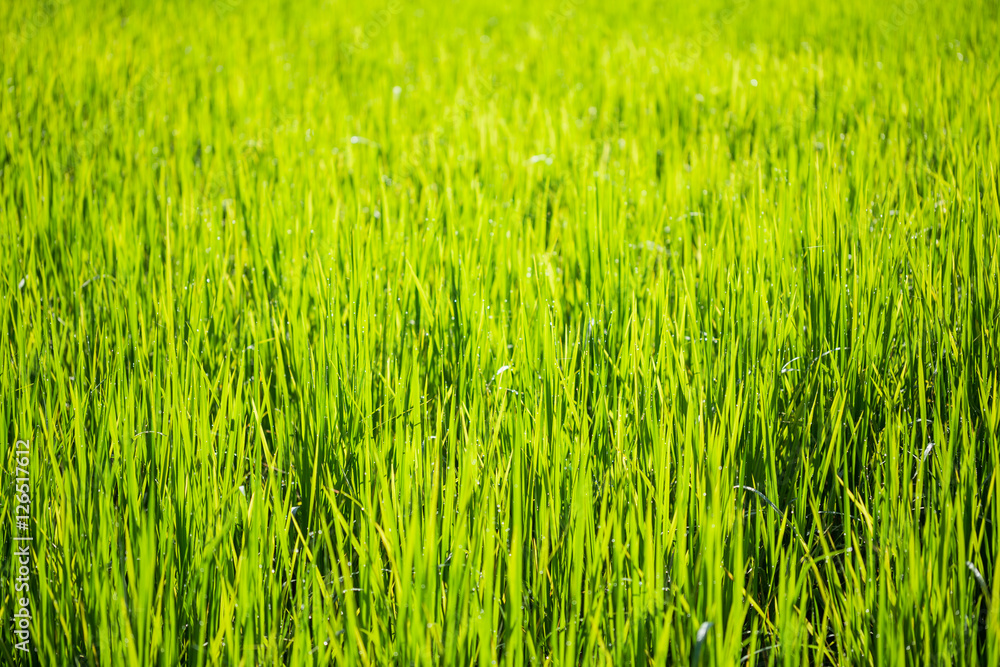 Closeup young green leaves of wheat. Soft focus. Closeup young green leaves of wheat. Soft focus.