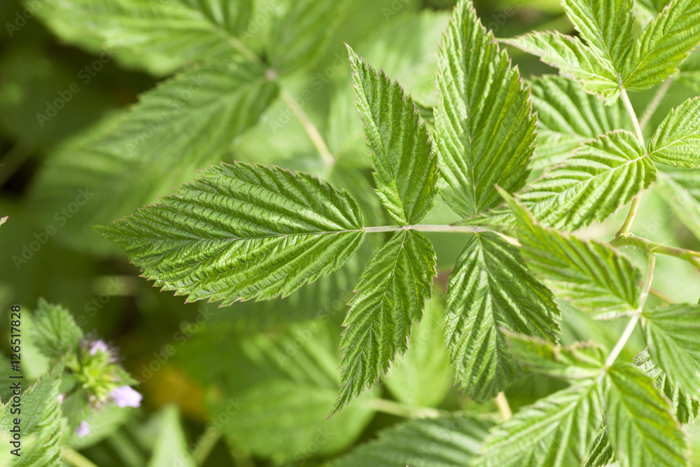 green raspberry leaves green raspberry leaves