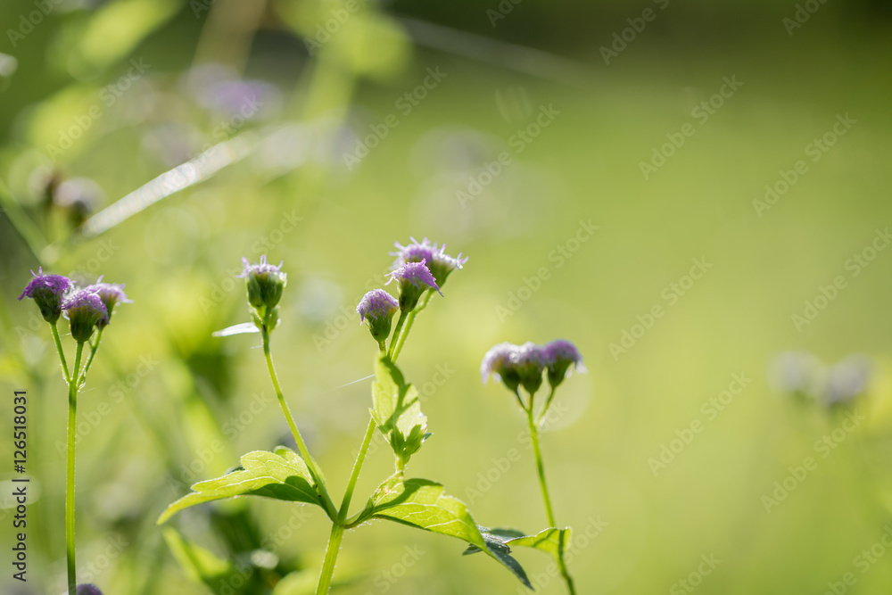 beautiful flower in nature. Soft focus. beautiful flower in nature. Soft focus.