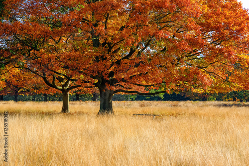 Autumn scene in Richmond Park, London