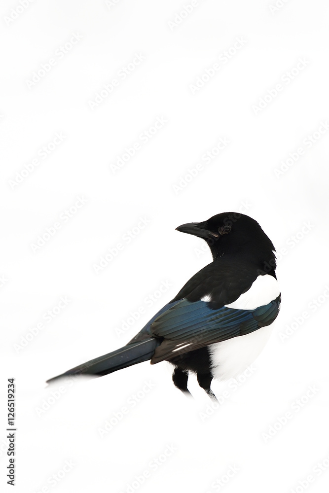 Eurasian magpie on white. Magpie on snow. Magpie isolated on white. Bird on snow. Eurasian magpie on white. Magpie on snow. Magpie isolated on white. Bird on snow.