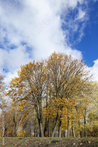 leaves on trees  autumn