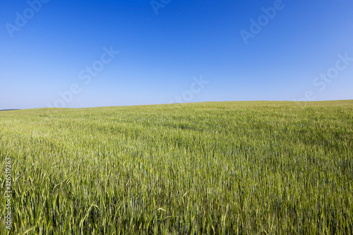 Field with cereal