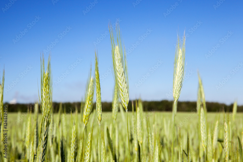 Obraz premium Field with cereal