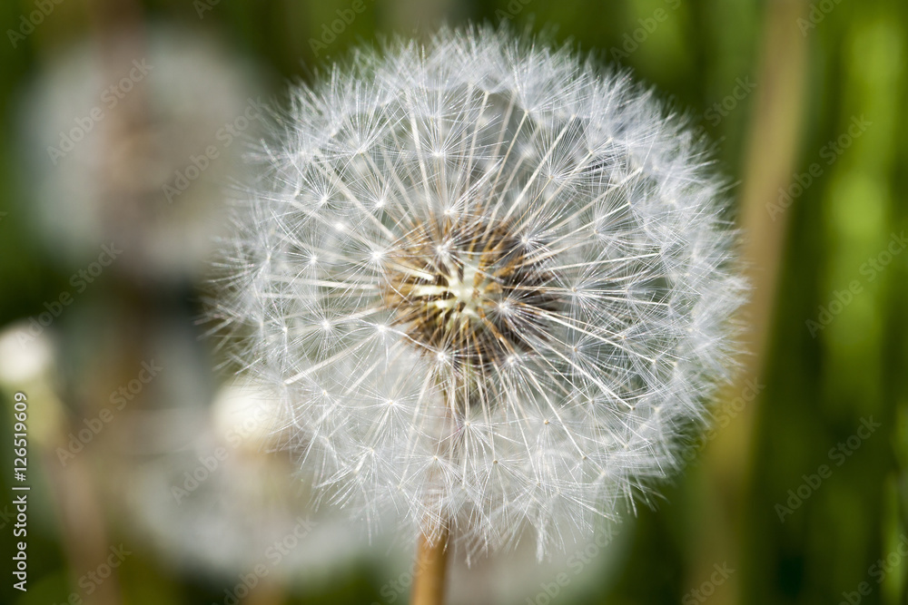 Fototapeta premium White dandelions in the field
