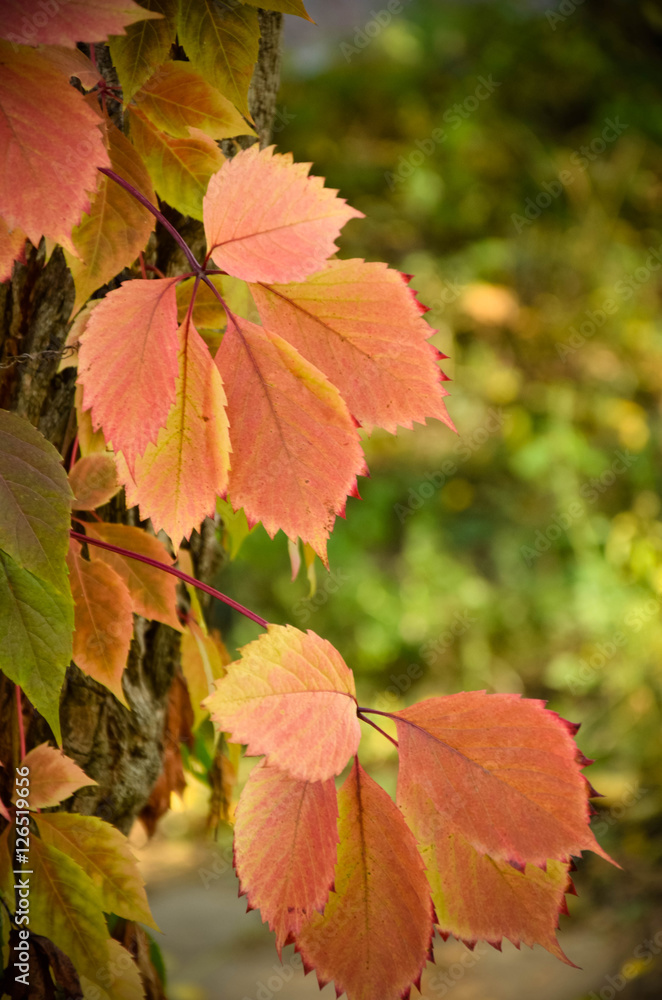 Branch of red autumn wild grape leaves Branch of red autumn wild grape leaves