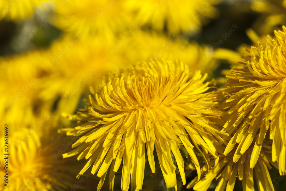 yellow dandelions in spring yellow dandelions in spring