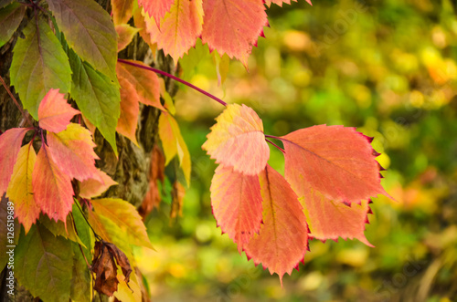 Branch of red autumn wild grape leaves