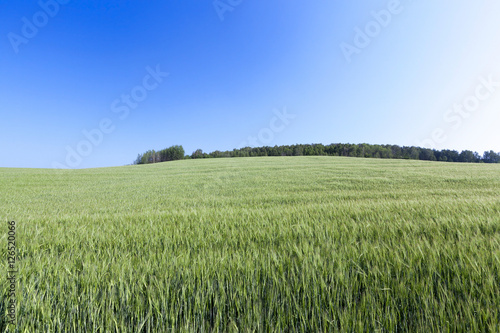 Field with cereal
