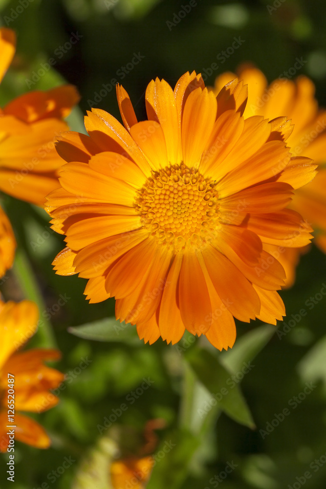 orange flowers of calendula orange flowers of calendula
