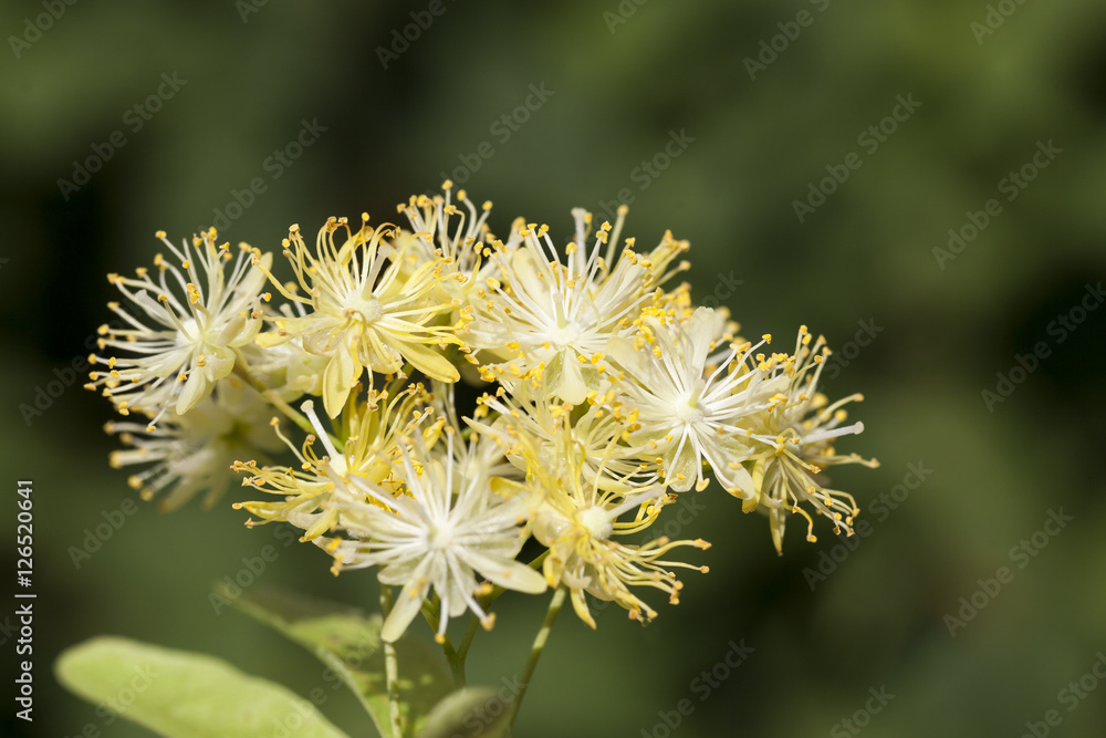 flowering linden trees