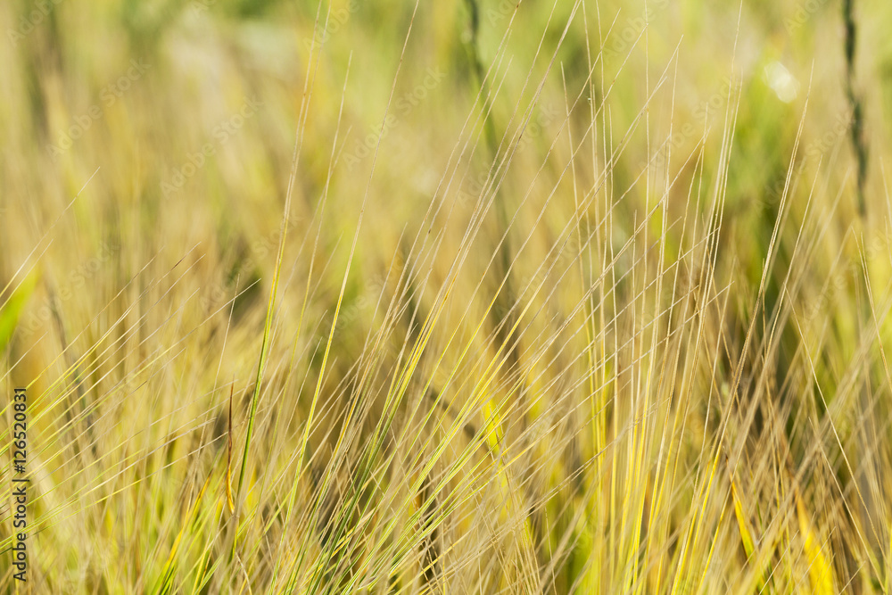 Fototapeta premium ripening cereals in the field