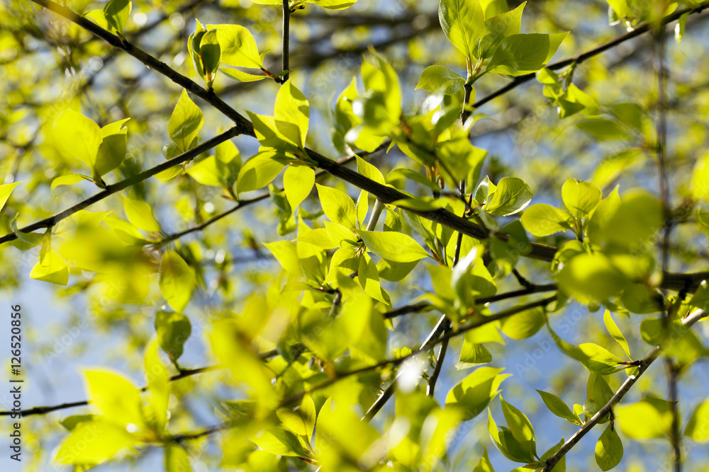 linden leaves, spring linden leaves, spring