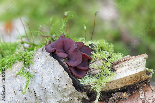 Purple jellydisc mushroom, Ascocoryne sarcoides photo