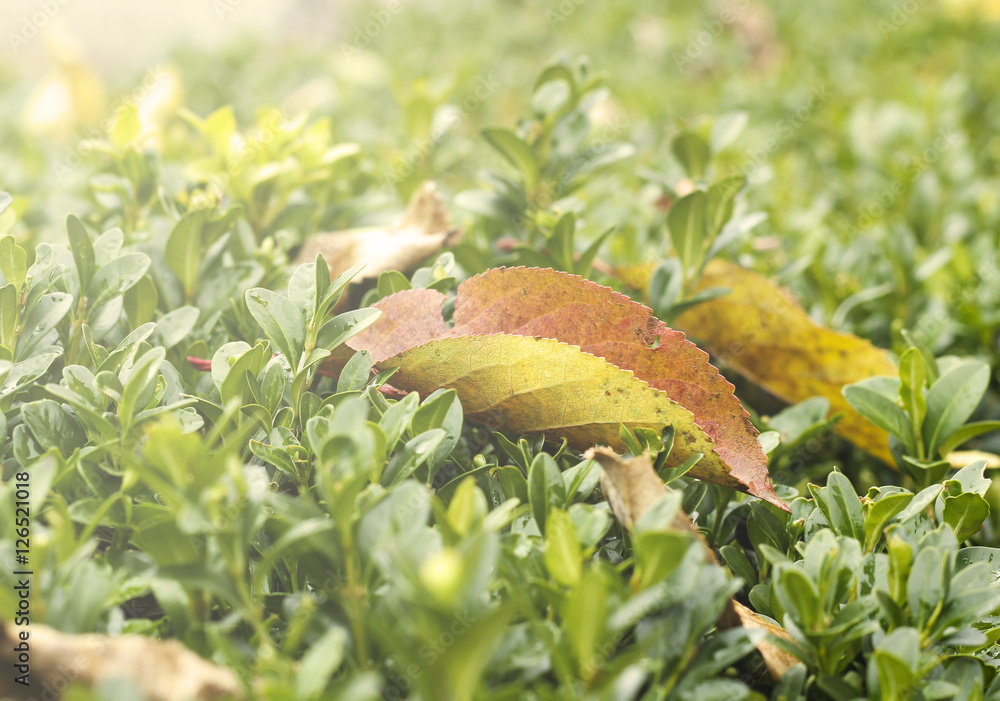 Fototapeta premium Boxwood bush with fallen dried leaves