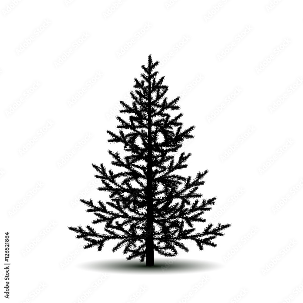 silhouette tree spruce with shadow silhouette tree spruce with shadow