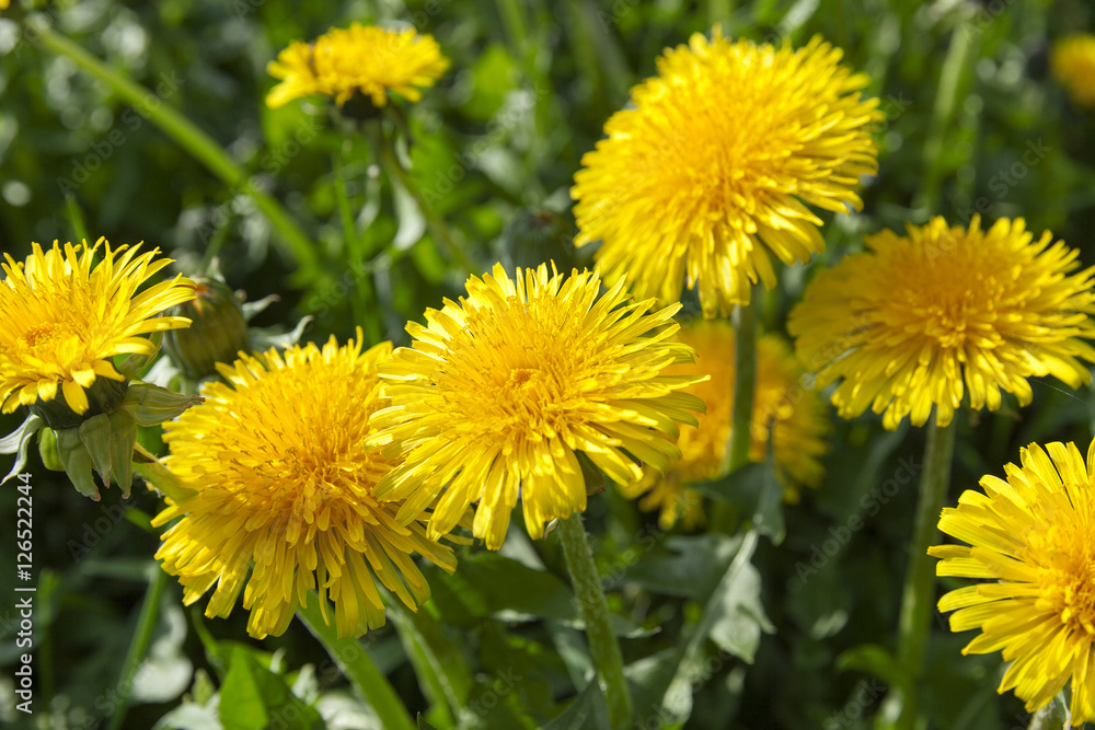 yellow dandelions in spring yellow dandelions in spring