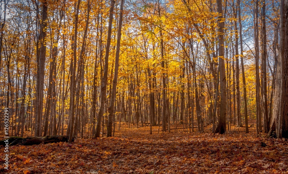 Fototapeta premium The forest in the fall.