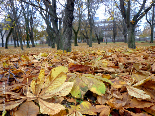 Fallen leaves in autumn