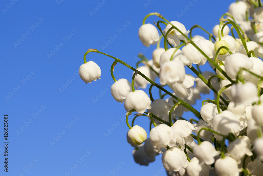 Forest lily of the valley close-up Forest lily of the valley close-up