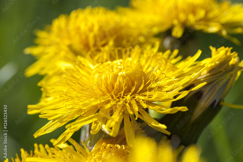 yellow dandelions in spring yellow dandelions in spring