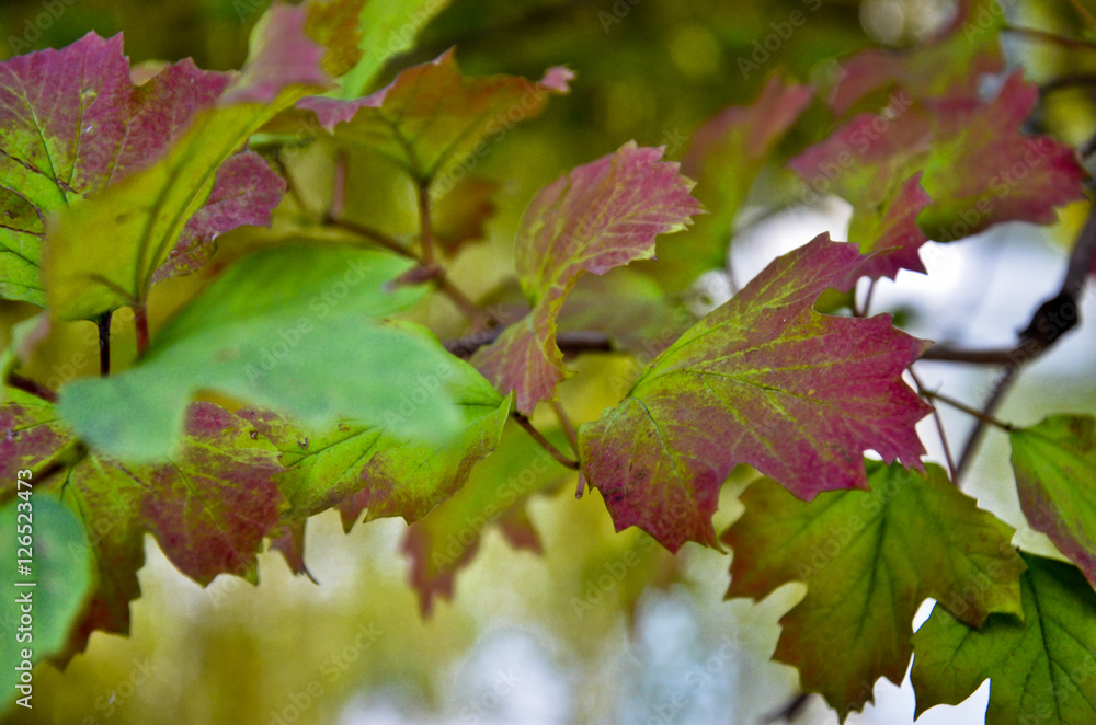 Viburnum bush branch with reddened leaves Viburnum bush branch with reddened leaves